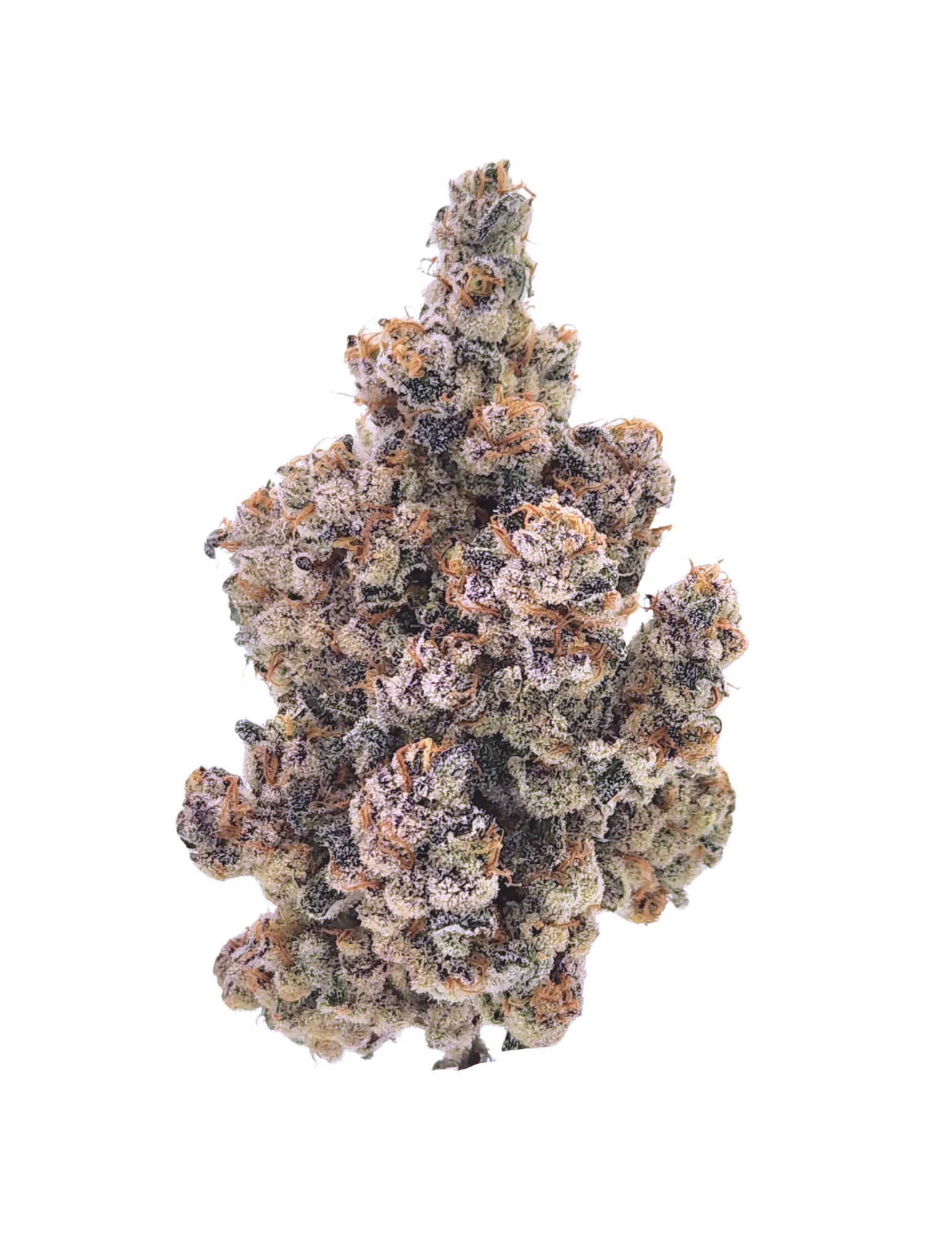 Sense Grown - Sense - Banana Mochi - 3.5g Flower Main Image
