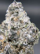 BLACK PEARL - Tropic Thunder - (S) 3.5G