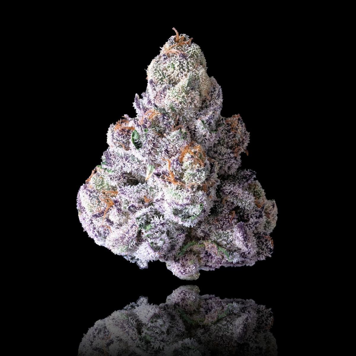 Pre-98 Bubba Kush x Runtz - Maven Genetics