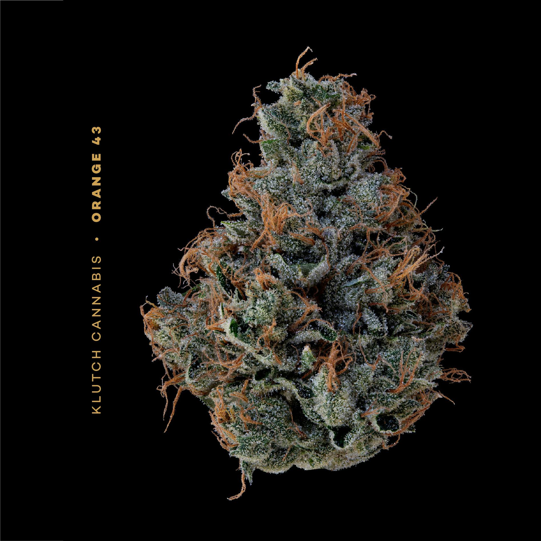 Orange 43 - Flower 2.83g - Klutch Cannabis