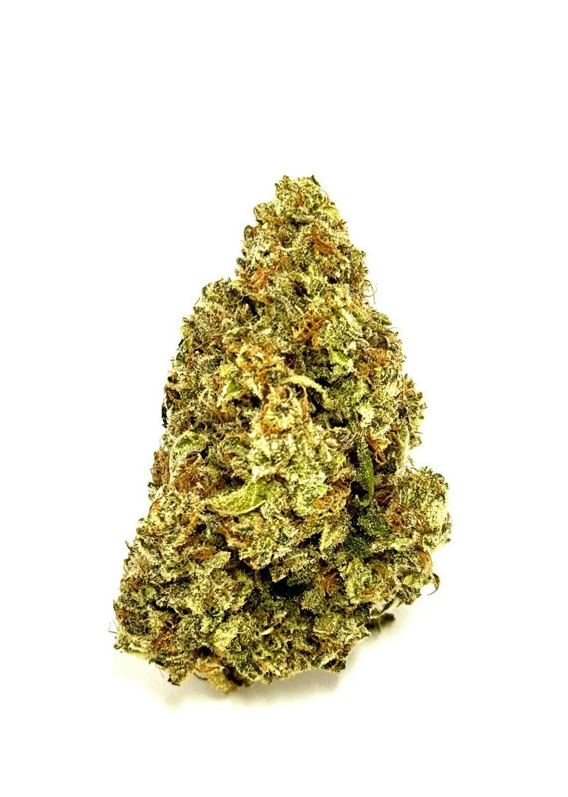 【Sativa】 THXE Lemon Meringue 1ml 05 Lemon Meringue Auto – Buy Cannabis Seeds Online | North