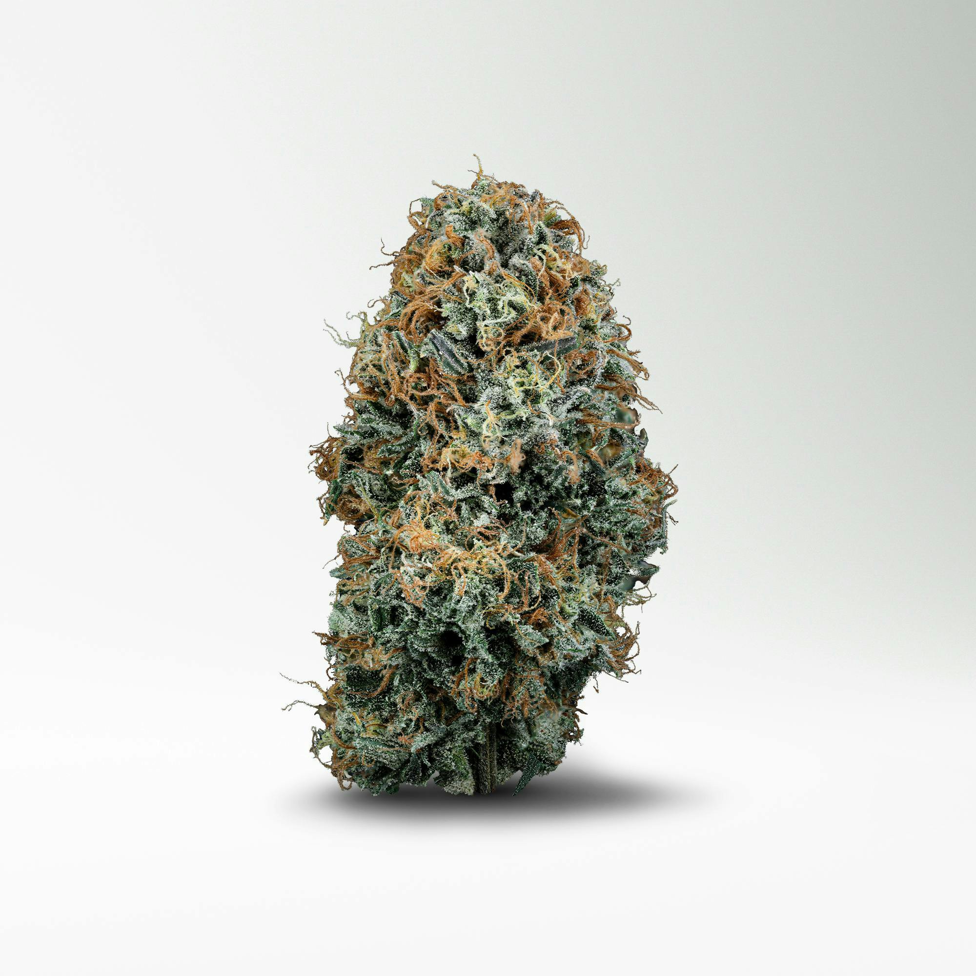 Wood Wide | Z | Big Buds | 3.5g - Wood Wide