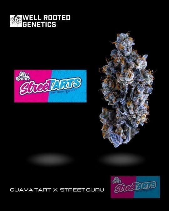 Well Rooted Genetics | Street Tartz | Big Buds | 3.5g - Well