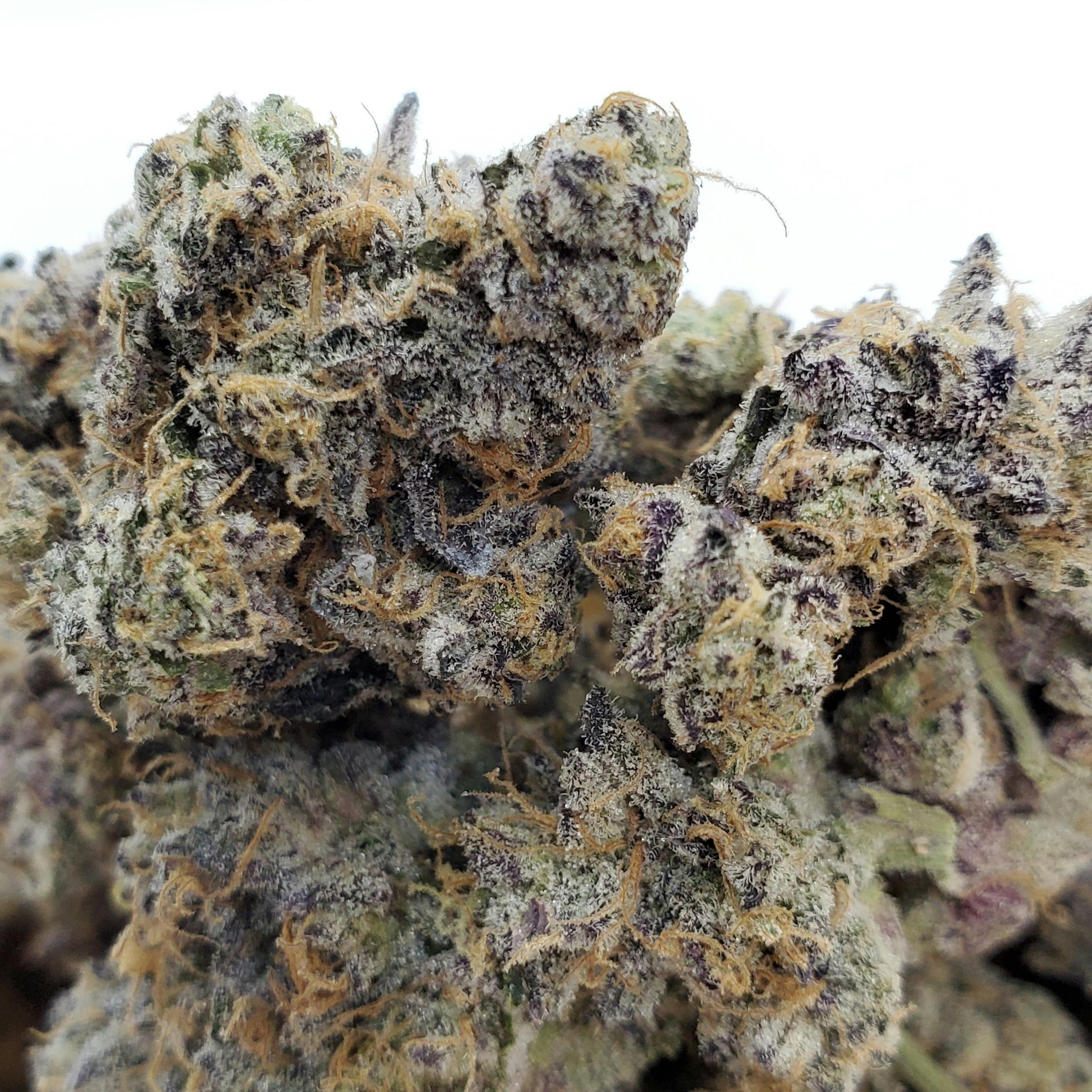 Rozé - World Class Cannabis