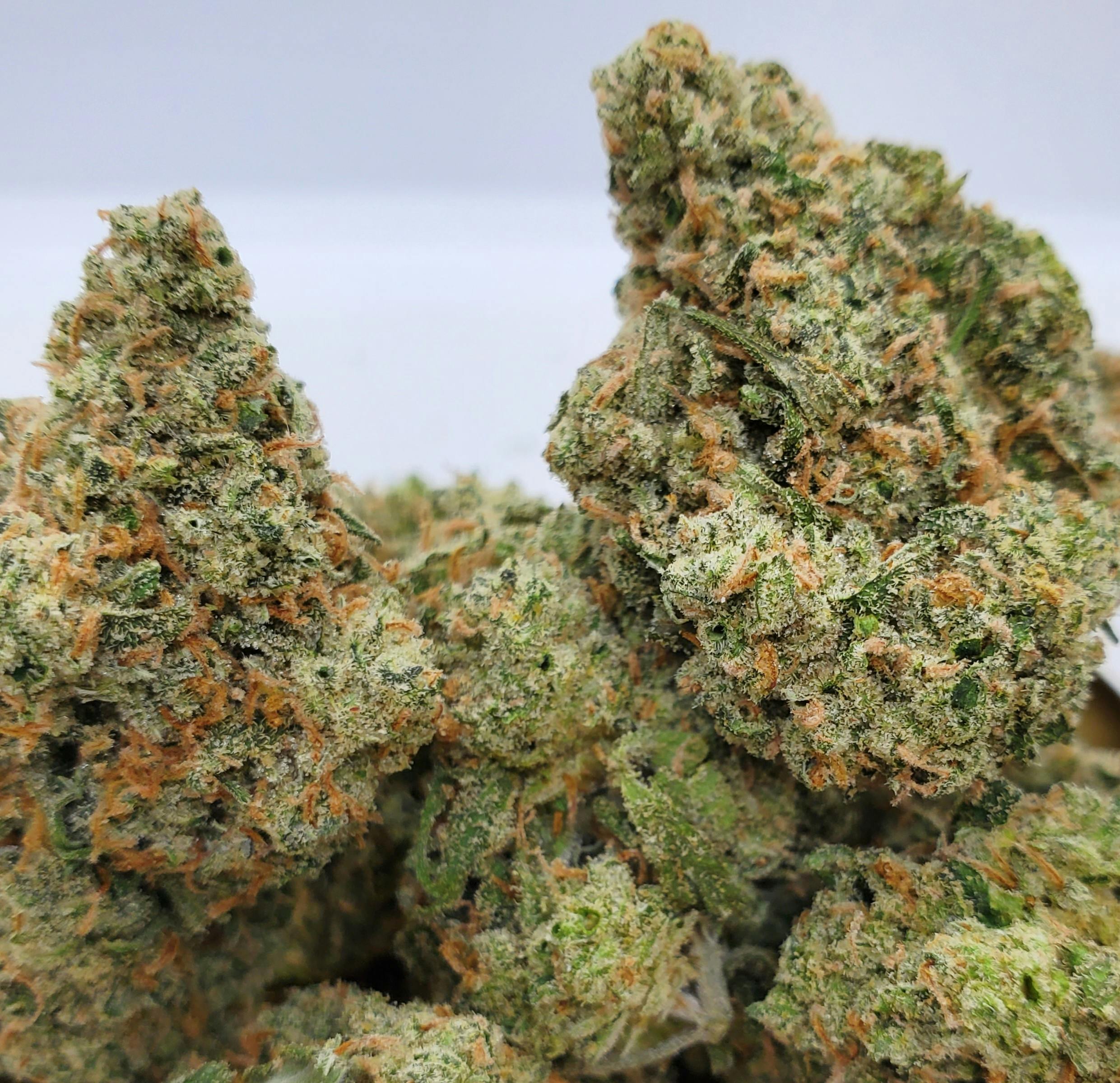 Jack Herer - World Class Cannabis