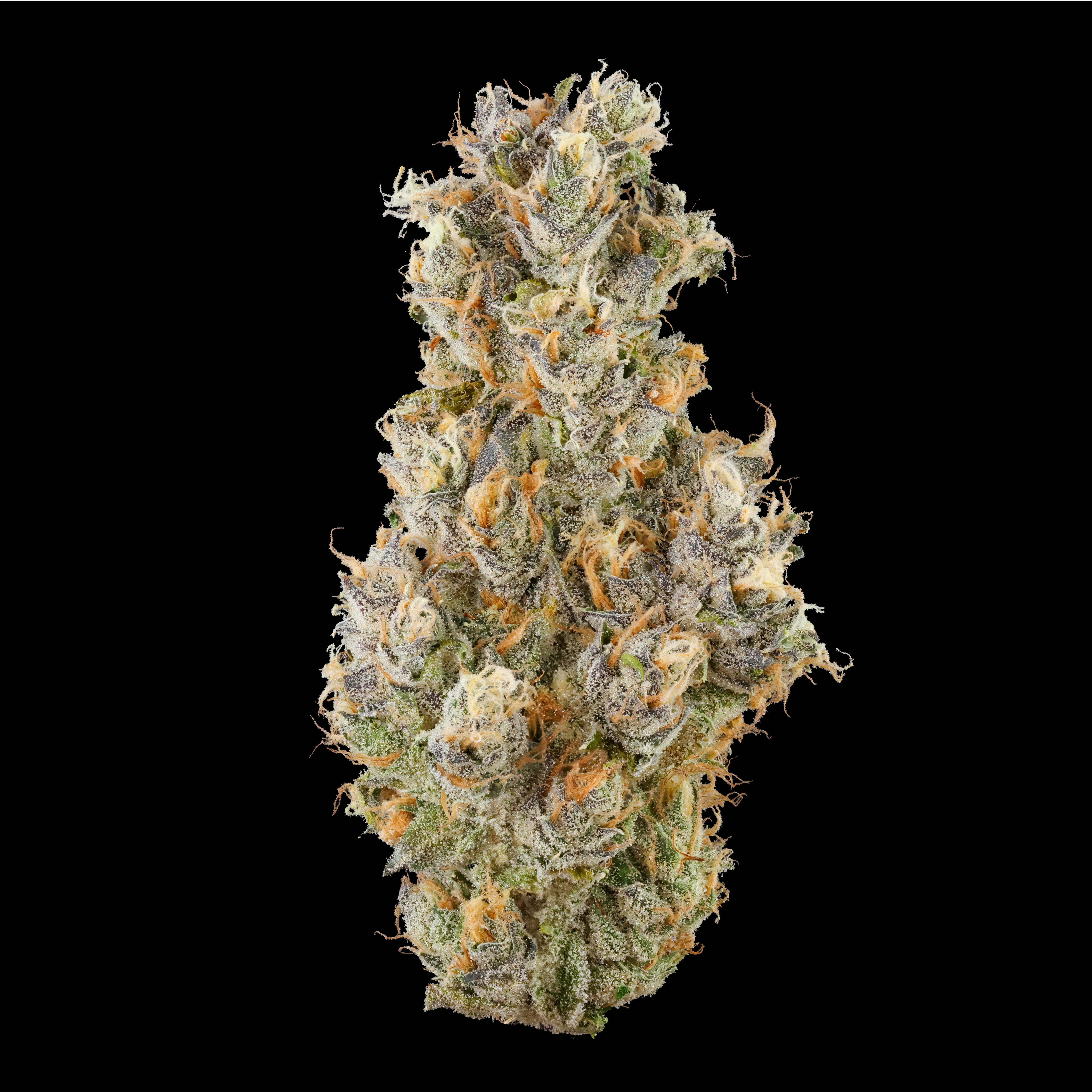 Krypto Nectarines - Fig Farms