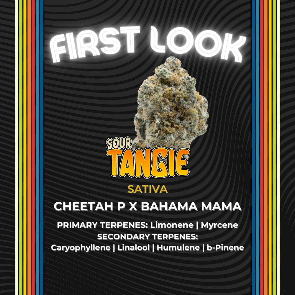 Sour Tangie | Flower | 2.83g - Certified Cultivators