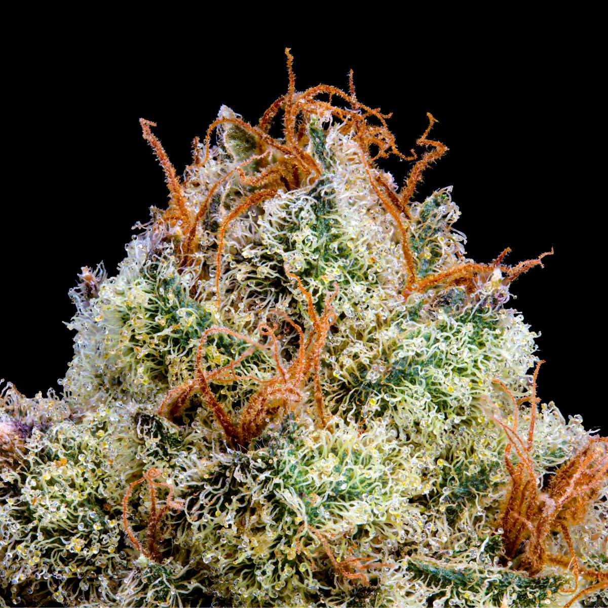 Yuzu Mac x Blueberry Zkz #14 - Maven Genetics