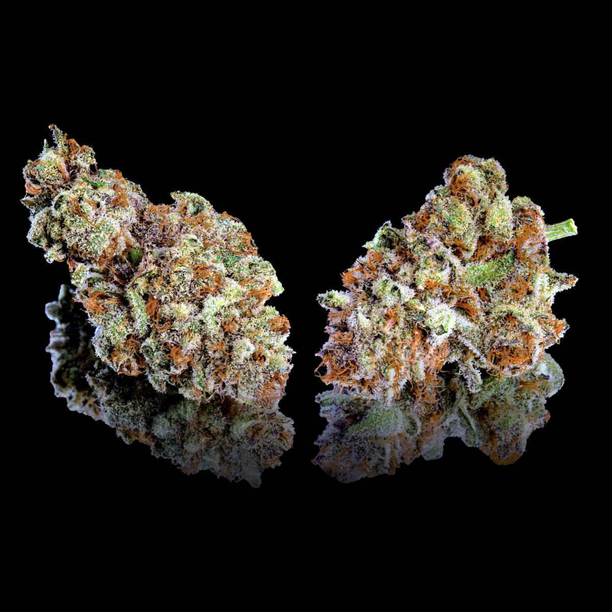 Yuzu Mac x Blueberry Zkz #14 - Maven Genetics