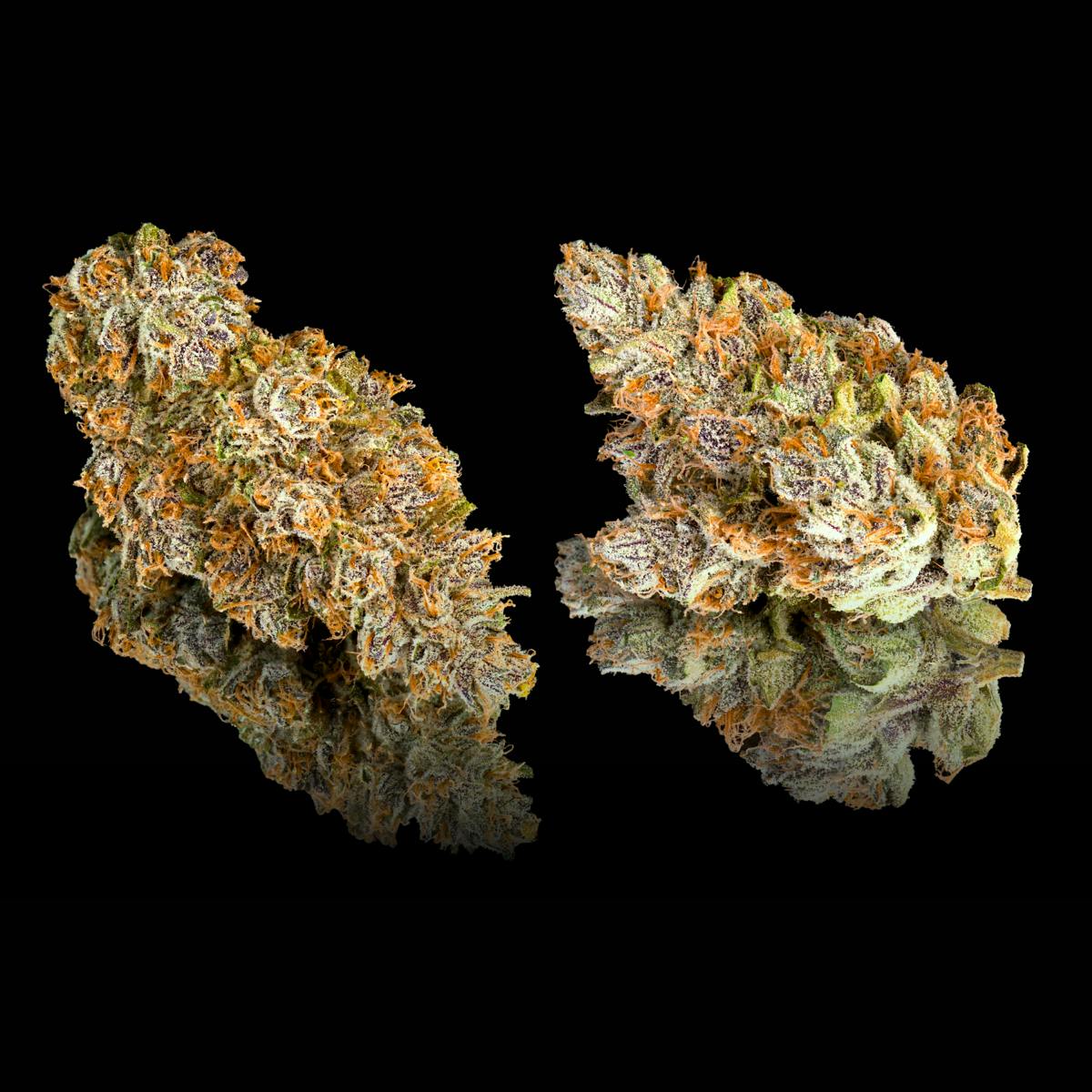 Sour Sangria x Blueberry ZKZ #7 - Maven Genetics