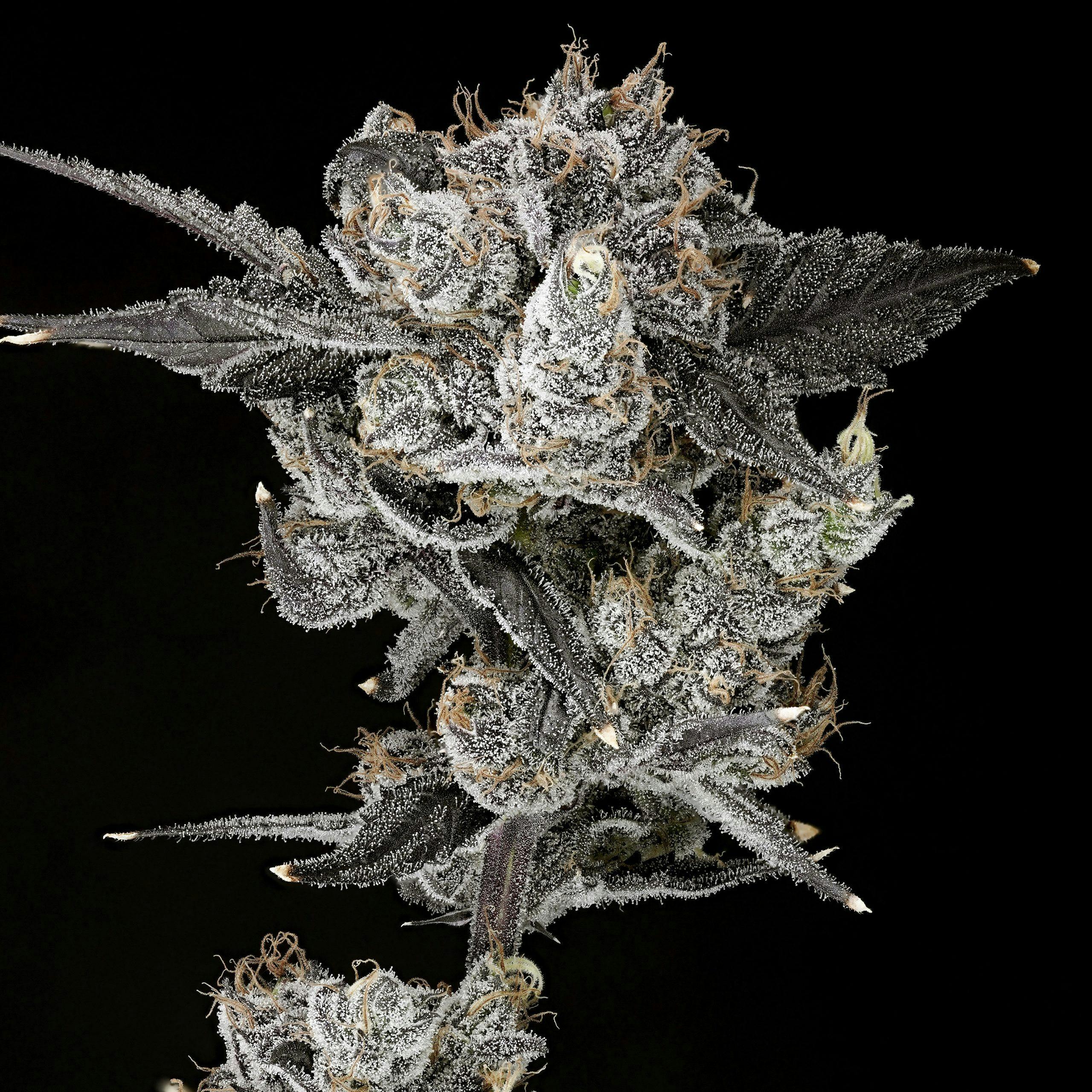 Mega Mind - Bulk Flower - Wojo Co