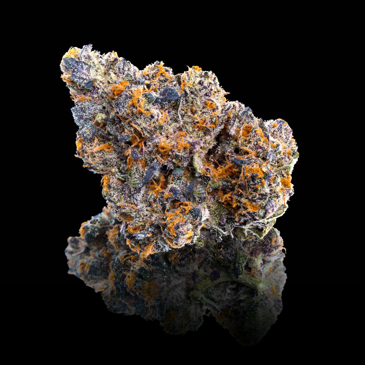 Blue Agapē x 98 Reserve #31 R&D Maven Minis [14g] - Maven Genetics
