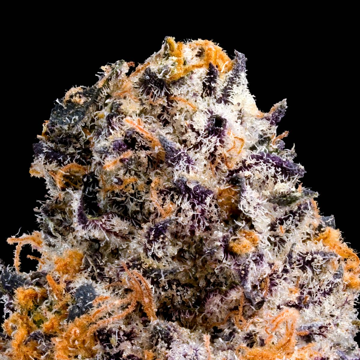 Blue Agapē x 98 Reserve #31 R&D Maven Minis [14g] - Maven Genetics
