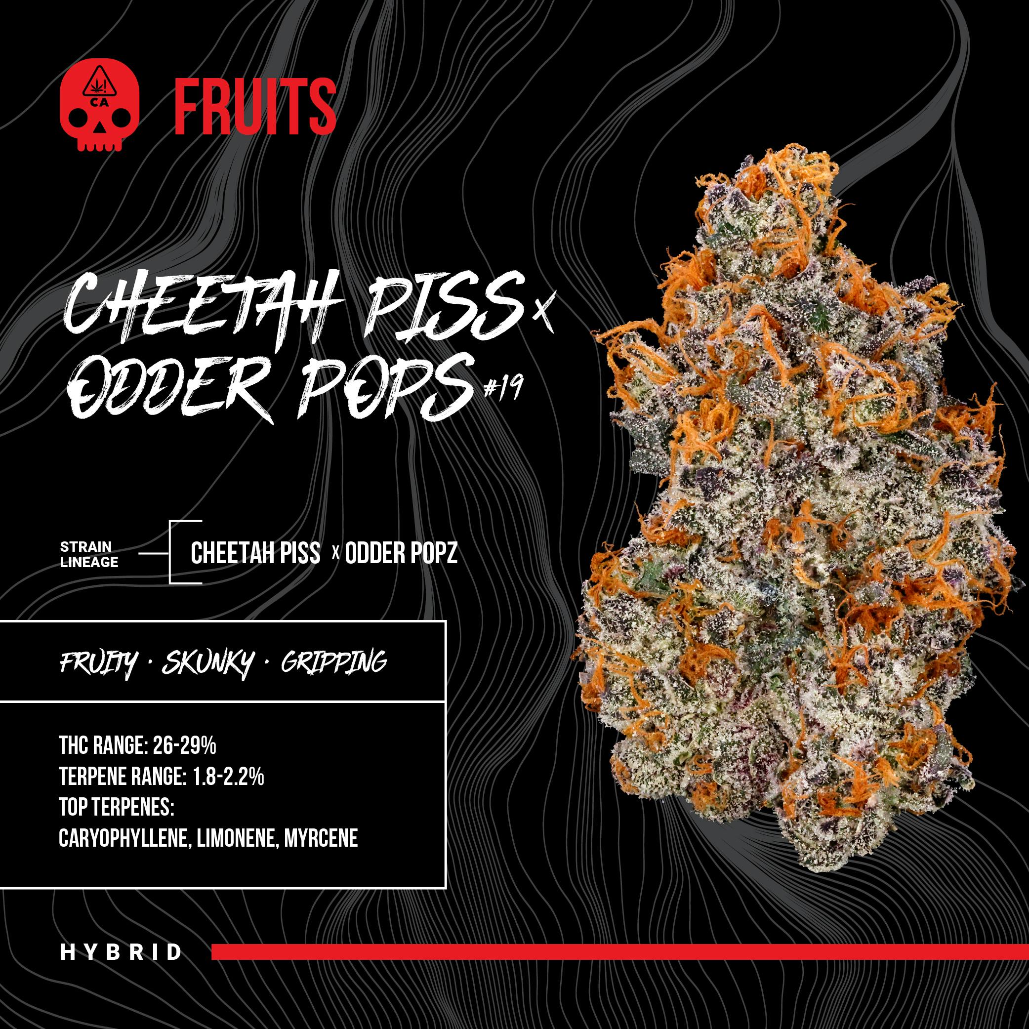 BOSKY | Cheetah Piss x Odder Pops #19 | Big Buds | 14g - Bosky