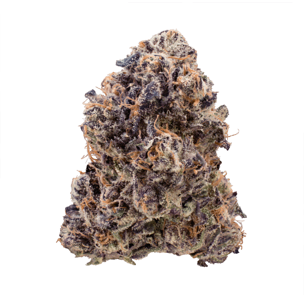 4636083_CG_PHOTO_FLOWER_ELECTR