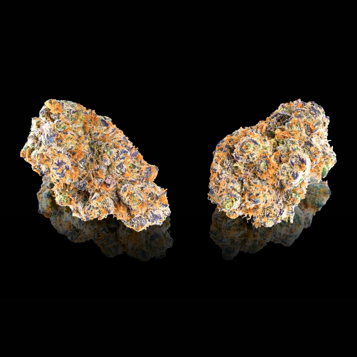 Orange Bellini x Key Lime Jack #8 [3.5g] - Maven Genetics