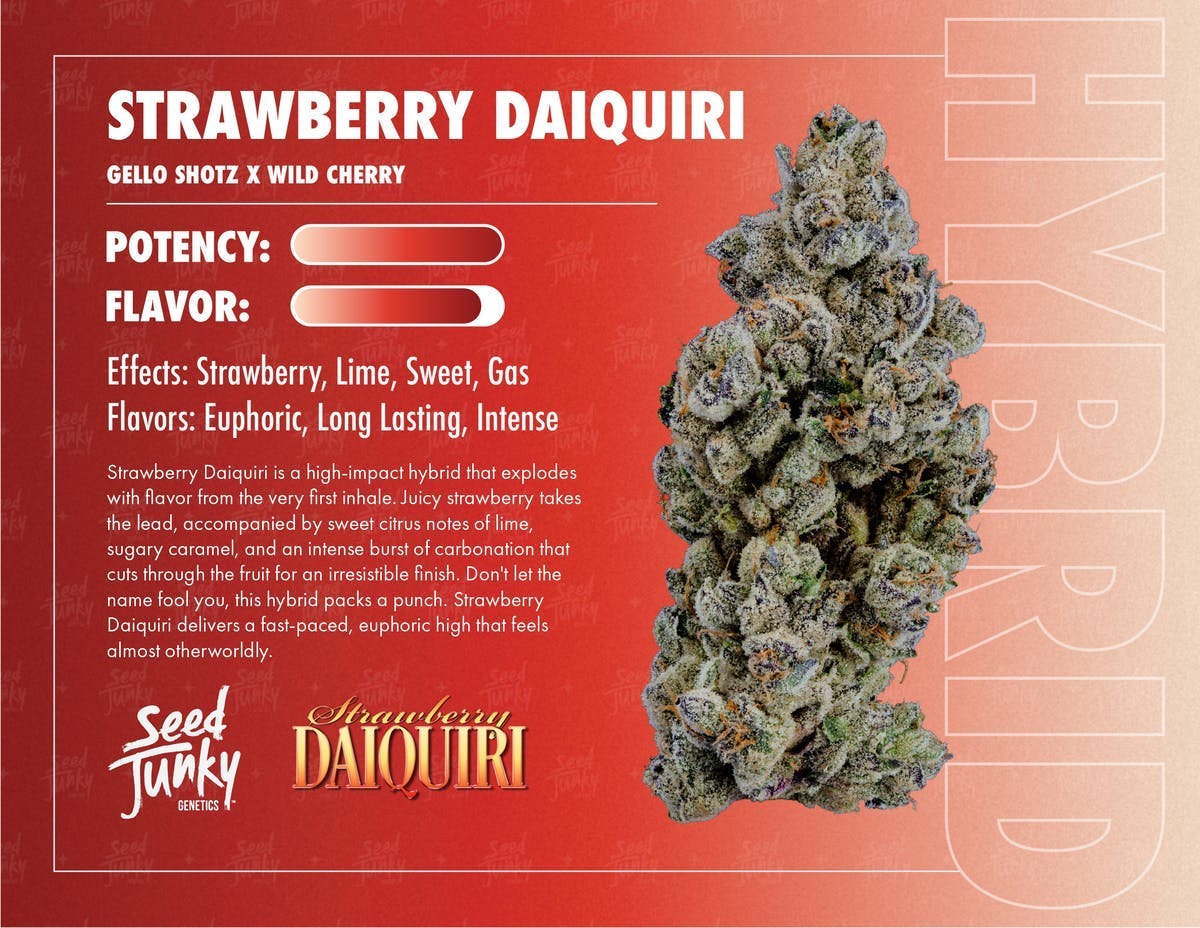 Strawberry Daiquiri | Big Buds | 3.5g - Seed Junky