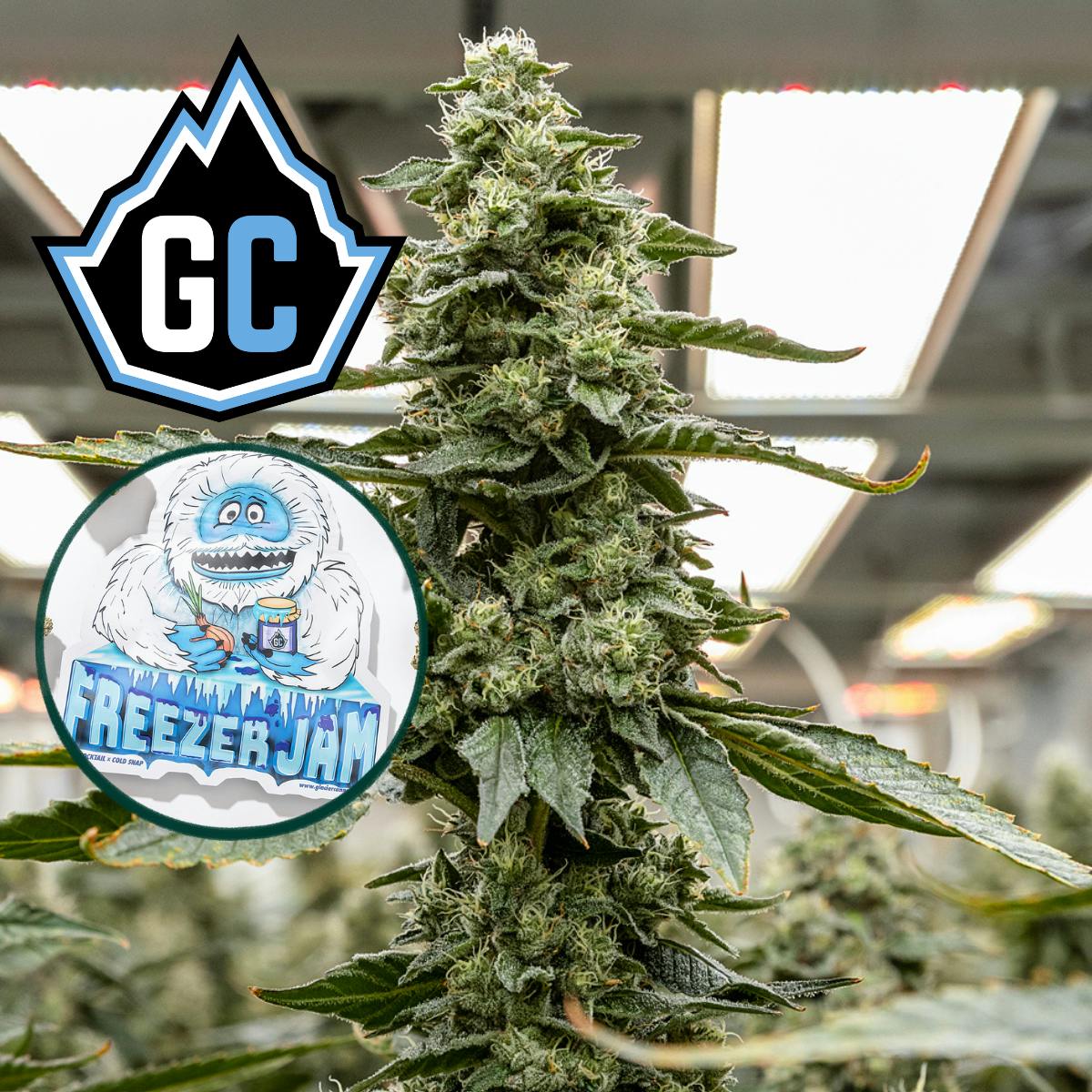 Glacier Cannabis | Freezer Jam | Prepacked Flower | 3.5g - Glacier