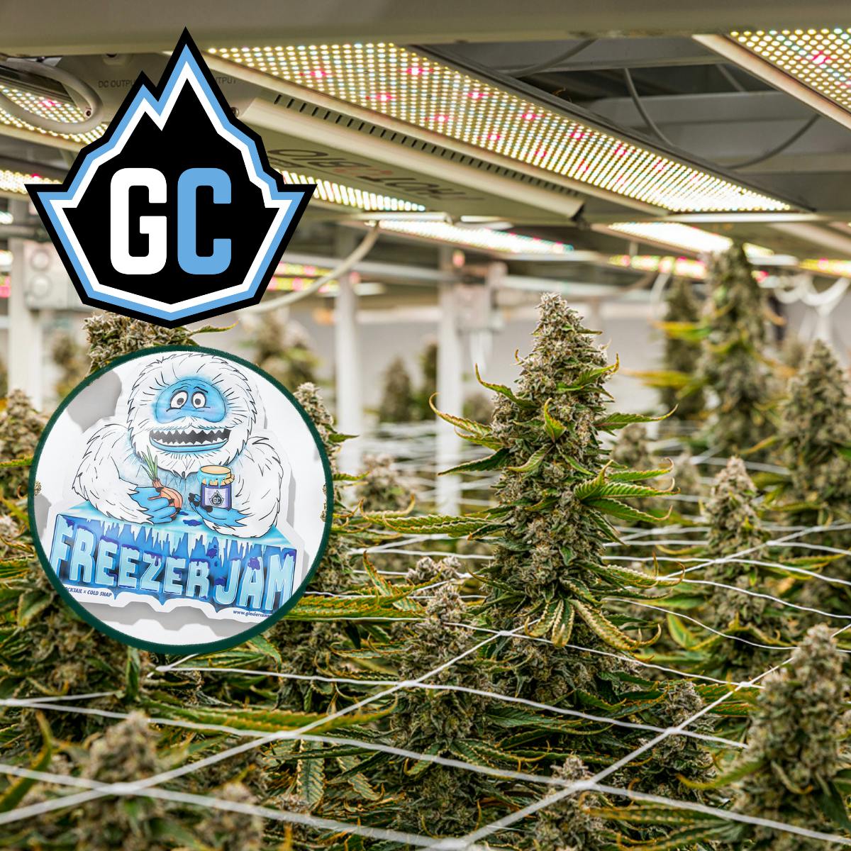 Glacier Cannabis | Freezer Jam | Prepacked Flower | 3.5g - Glacier