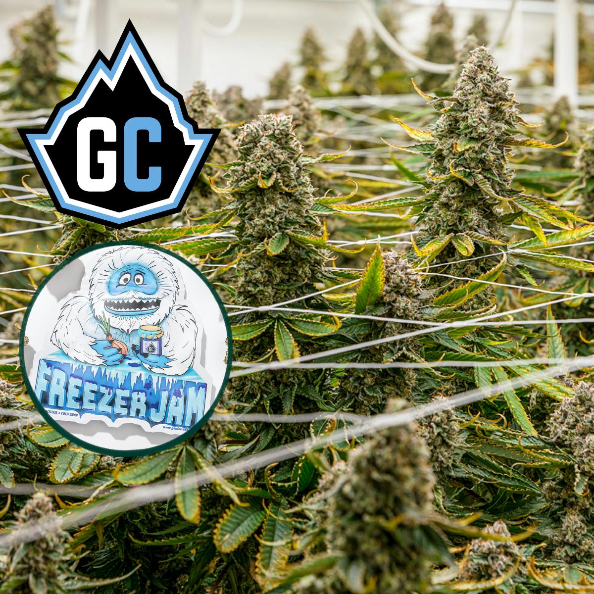 Glacier Cannabis | Freezer Jam | Prepacked Flower | 3.5g - Glacier