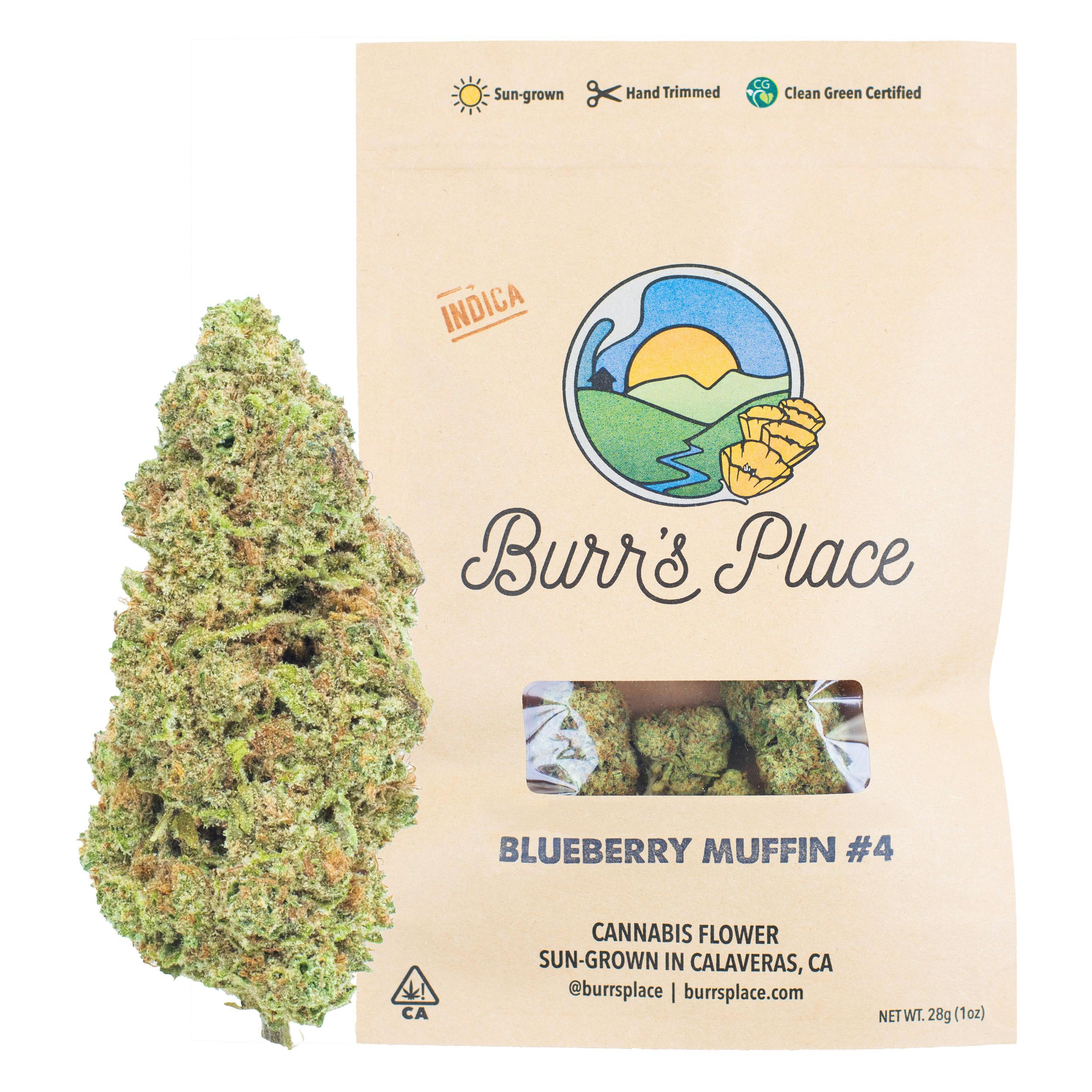 Burr's Place: Blueberry Muffin