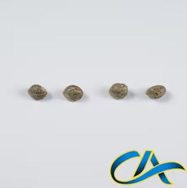 KING KLONE K.K. GDP (I) 5PK SEEDS
