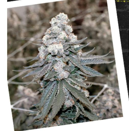 Yoshi Kush- 3.5g || Strane
