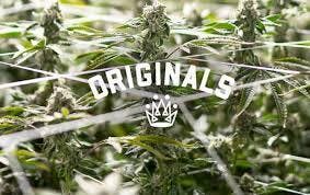 ORIGINALS | KING LOUIE | PRE-ROLL | 1G