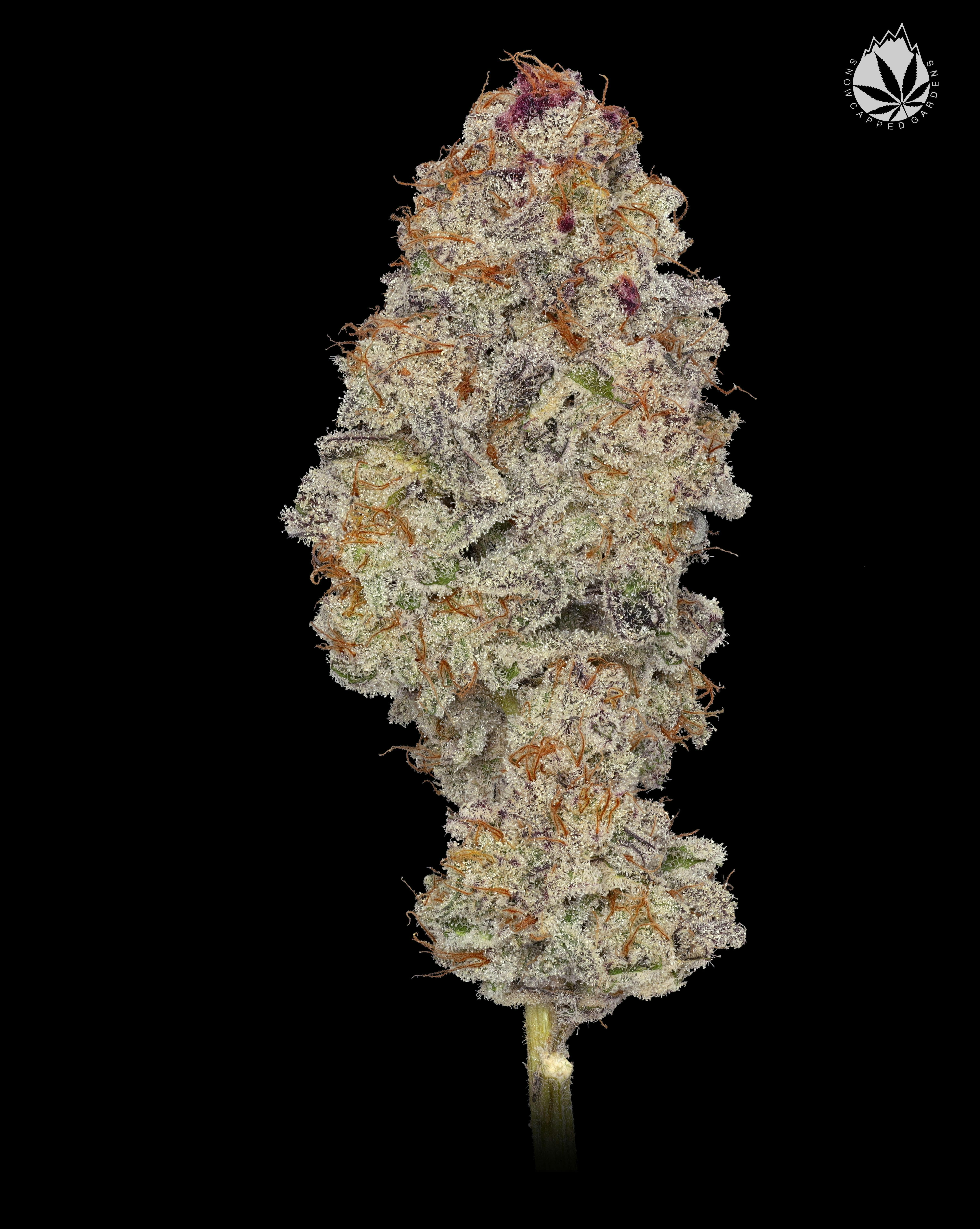 Deli Flower Bobs Cheddar