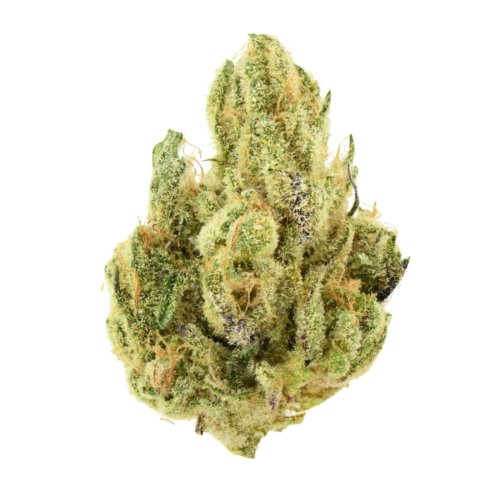 Lost Dutchmen | Gelato ZKZ