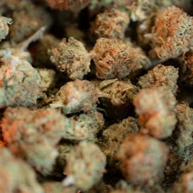 Pineapple Haze - Cotton Mouth Cannabis Co.