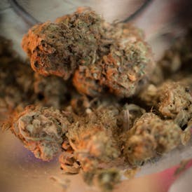 Roadkill Skunk - Catalyst Cannabis Co.