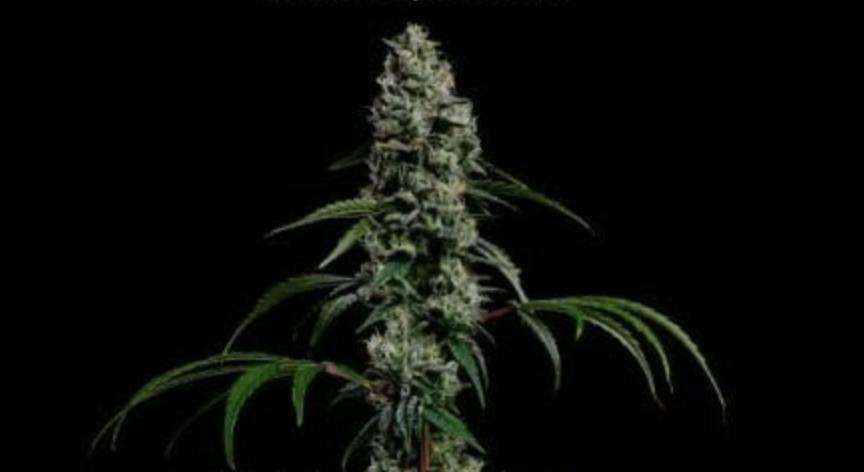Lilac Diesel 14g