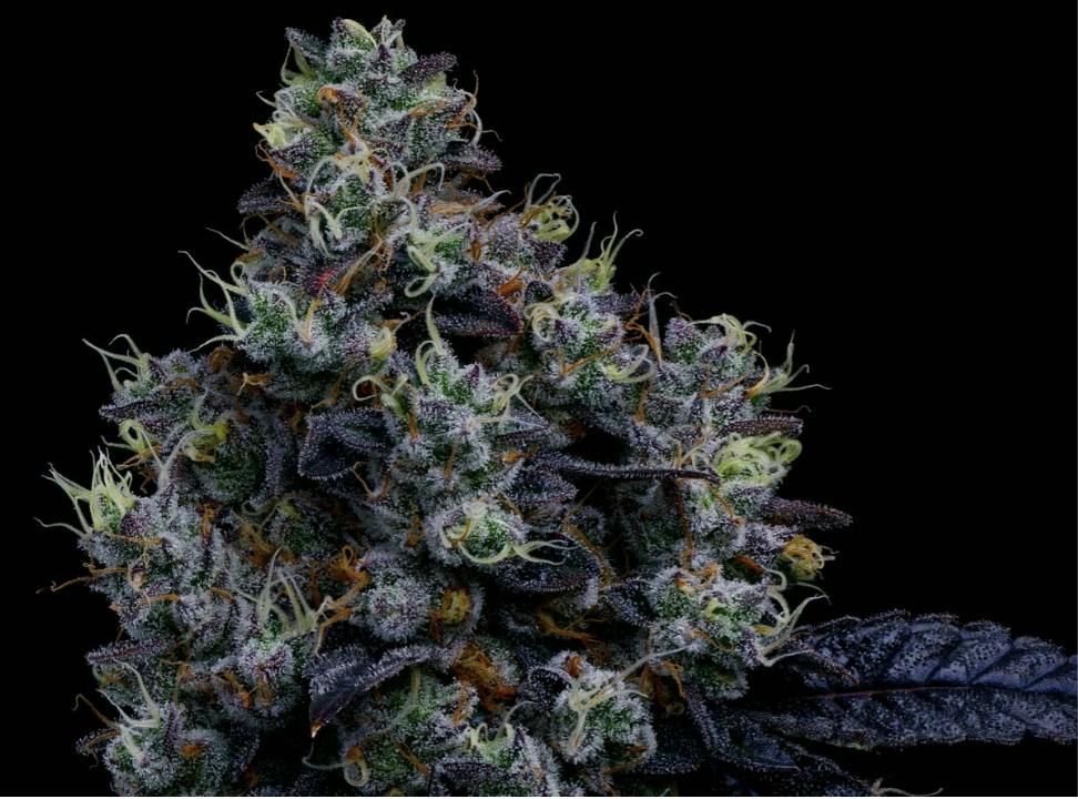 Organic Frosted Fruit Cake 14g