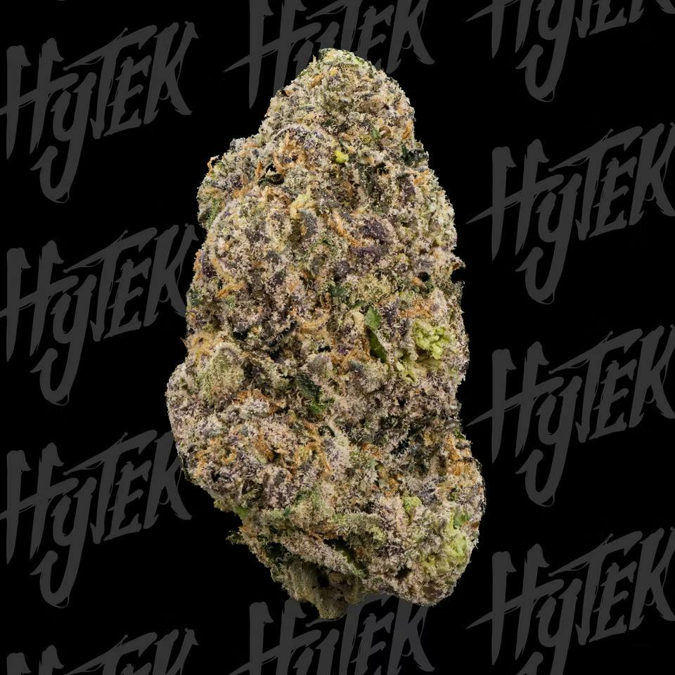 HYTEK | Buds | Versace