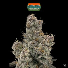 Rugged Roots | Bahama Mama