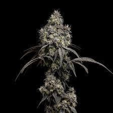 Gush Mints Flower | 3.5g - Good Chemistry