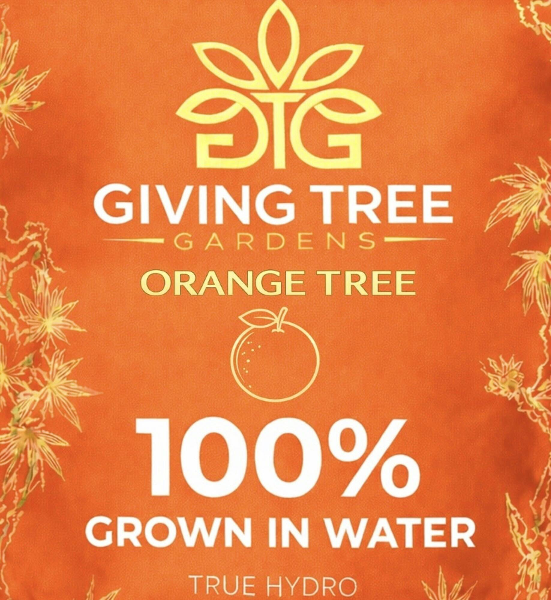 Deli Flower | Orange Tree