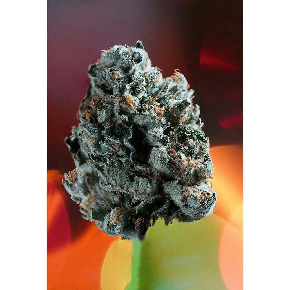 Lilac Wine | K-Savage