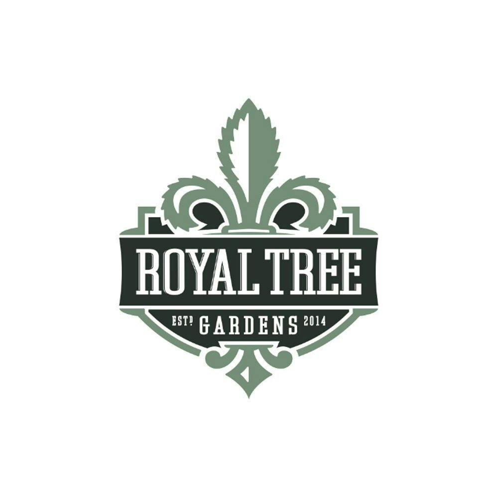 Lava Cake [1g] | Royal Tree Gardens - Pre Roll