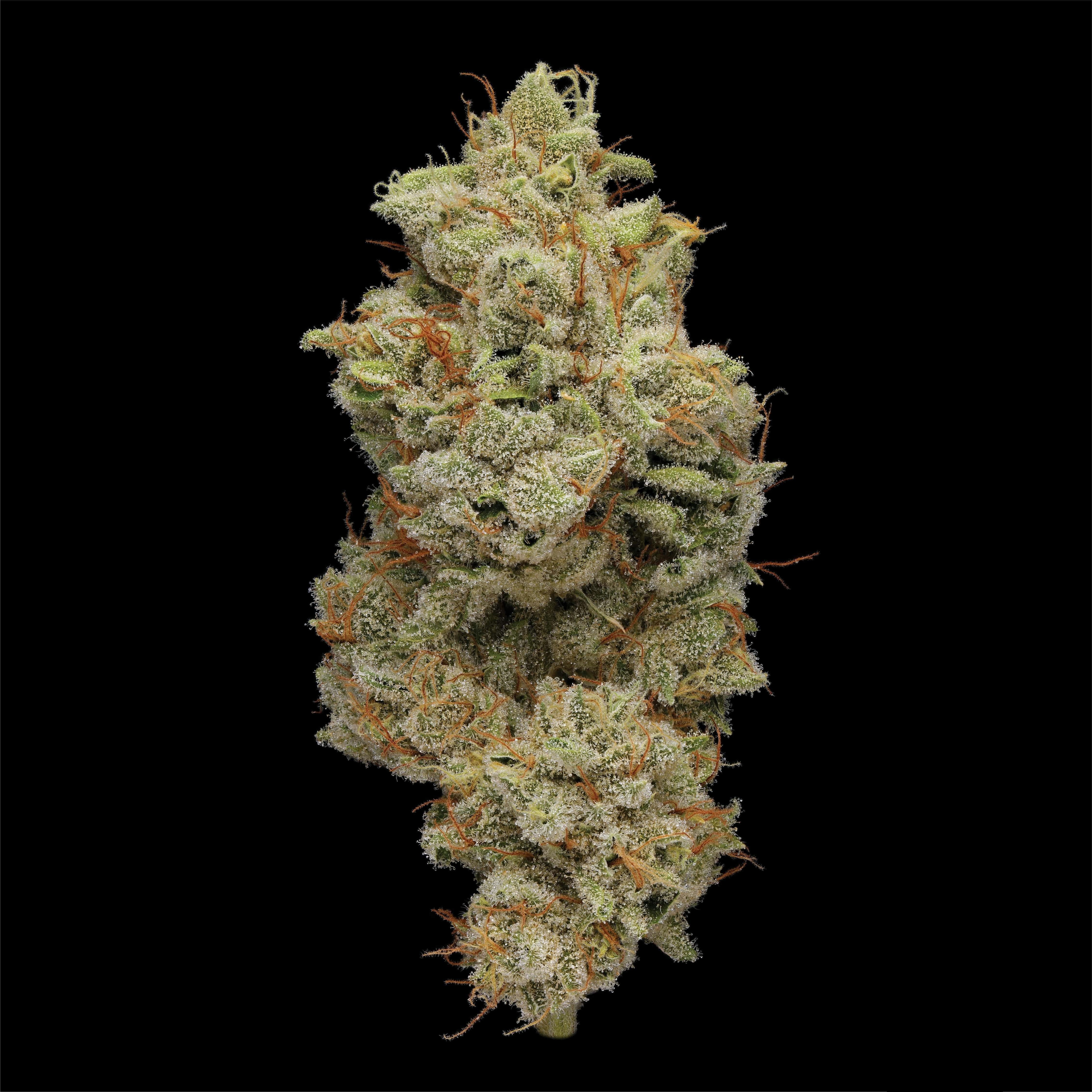 Mack's GAK | Plaid Jacket - Indoor Flower
