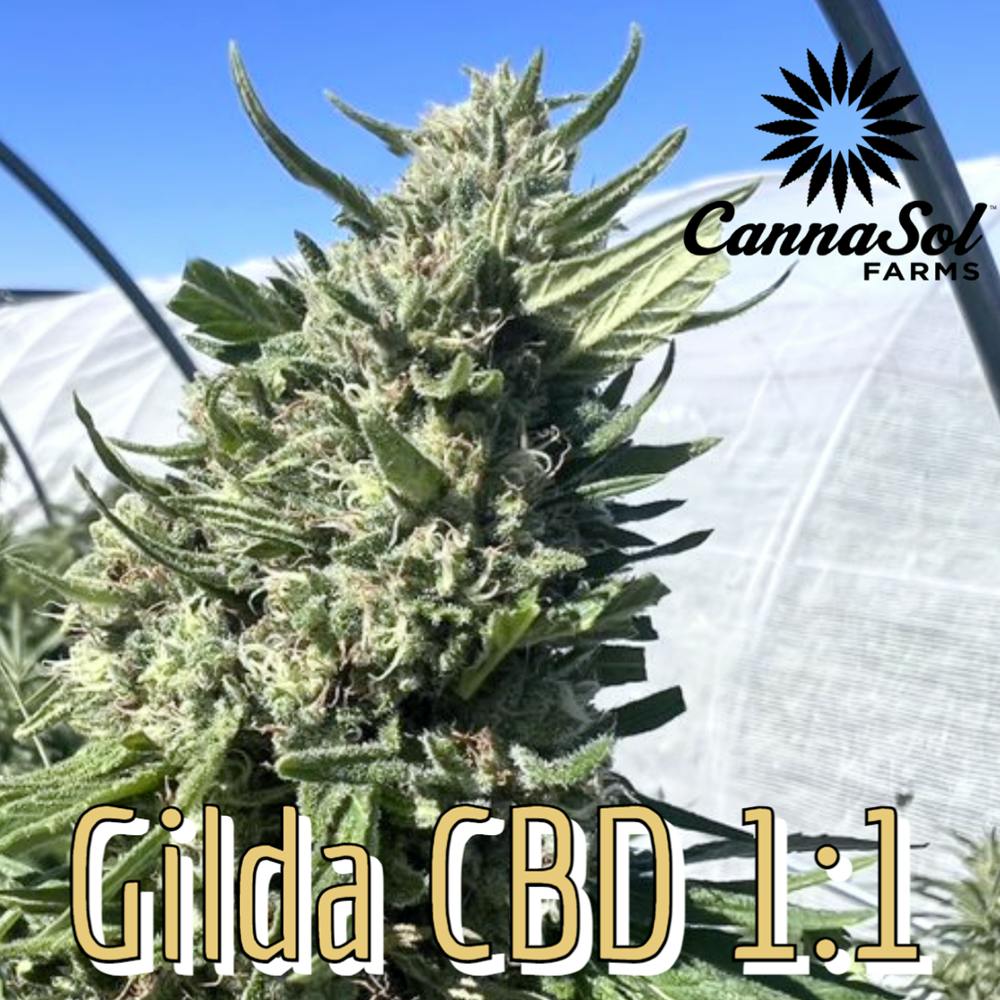 Gilda CBD 1:1 | Cannasol - Flower
