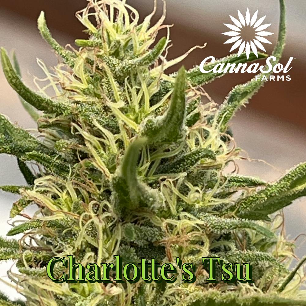CBD Charlotte's Tsu | Cannasol - Flower