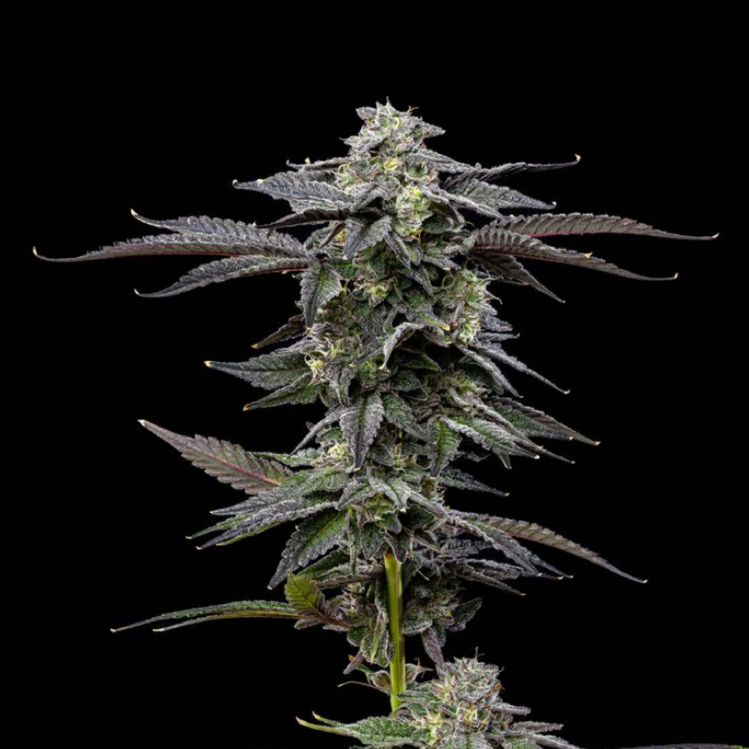 Zero Gravity | Plaid Jacket - Indoor Flower