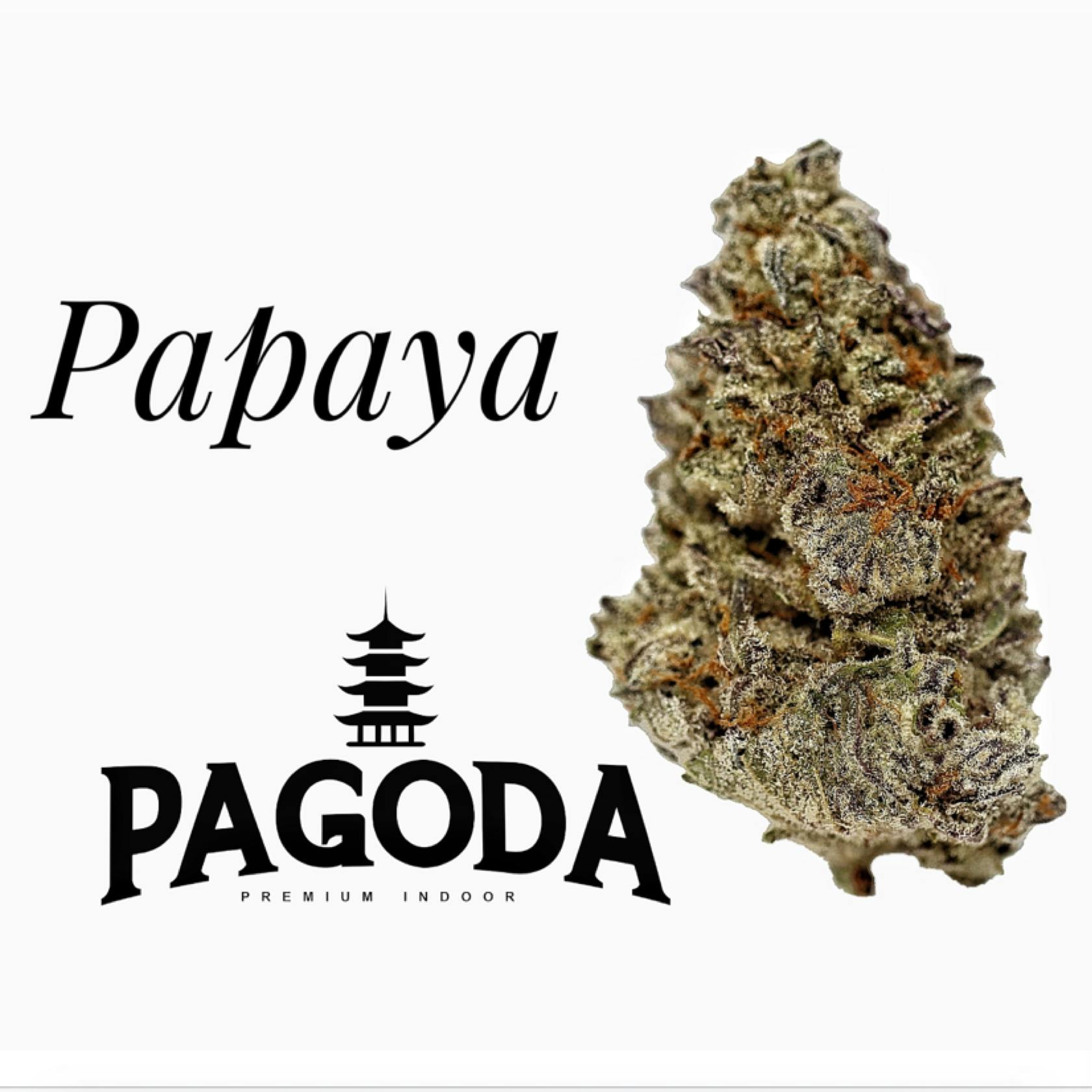 Papaya | Pagoda