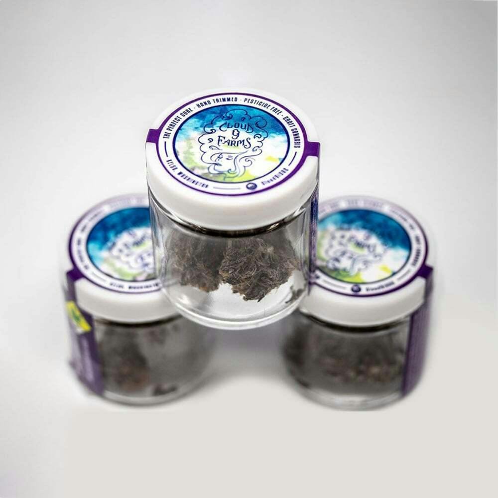 Blue Lobster | Cloud 9 Farms