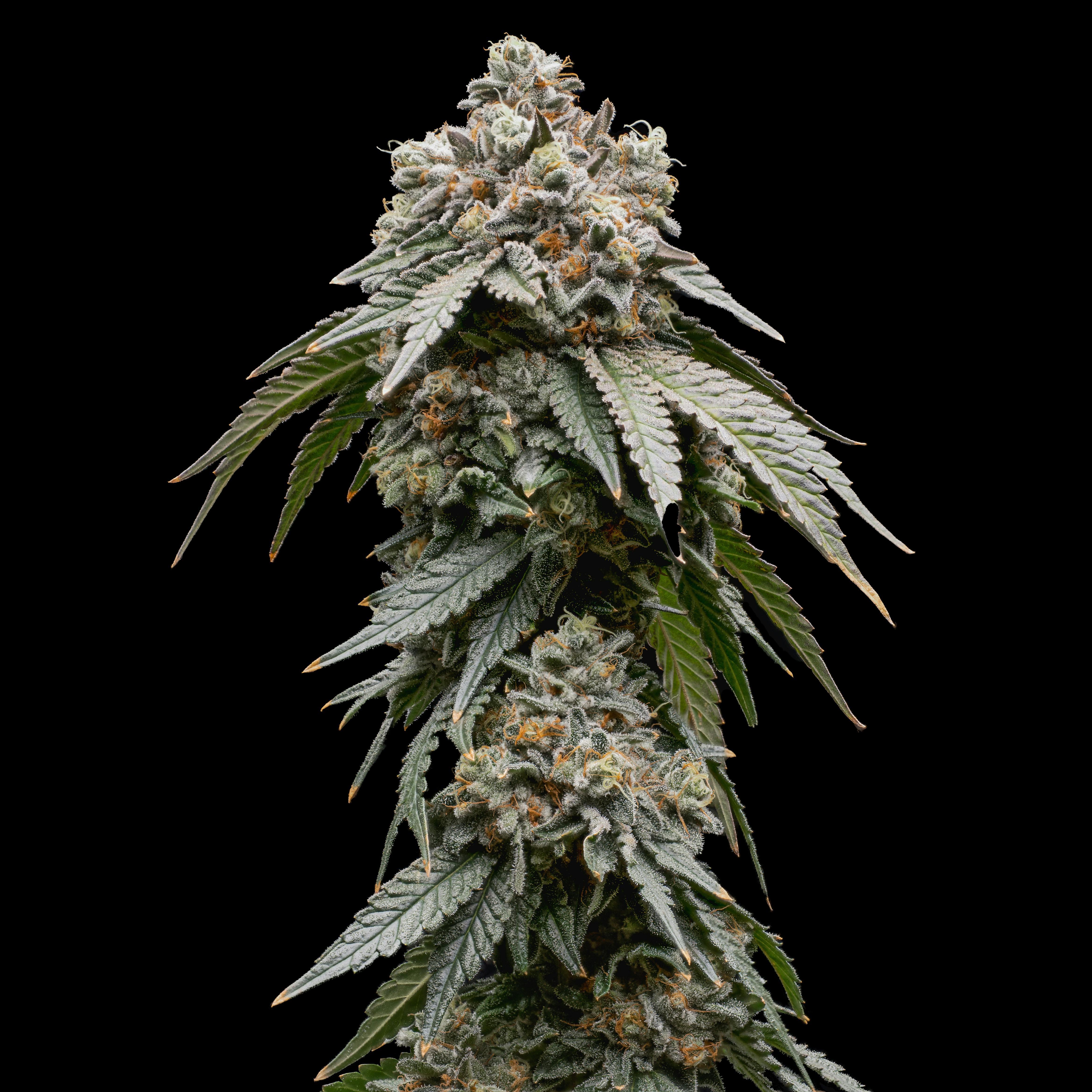 Papaya Guava | Dank Czar - Limited