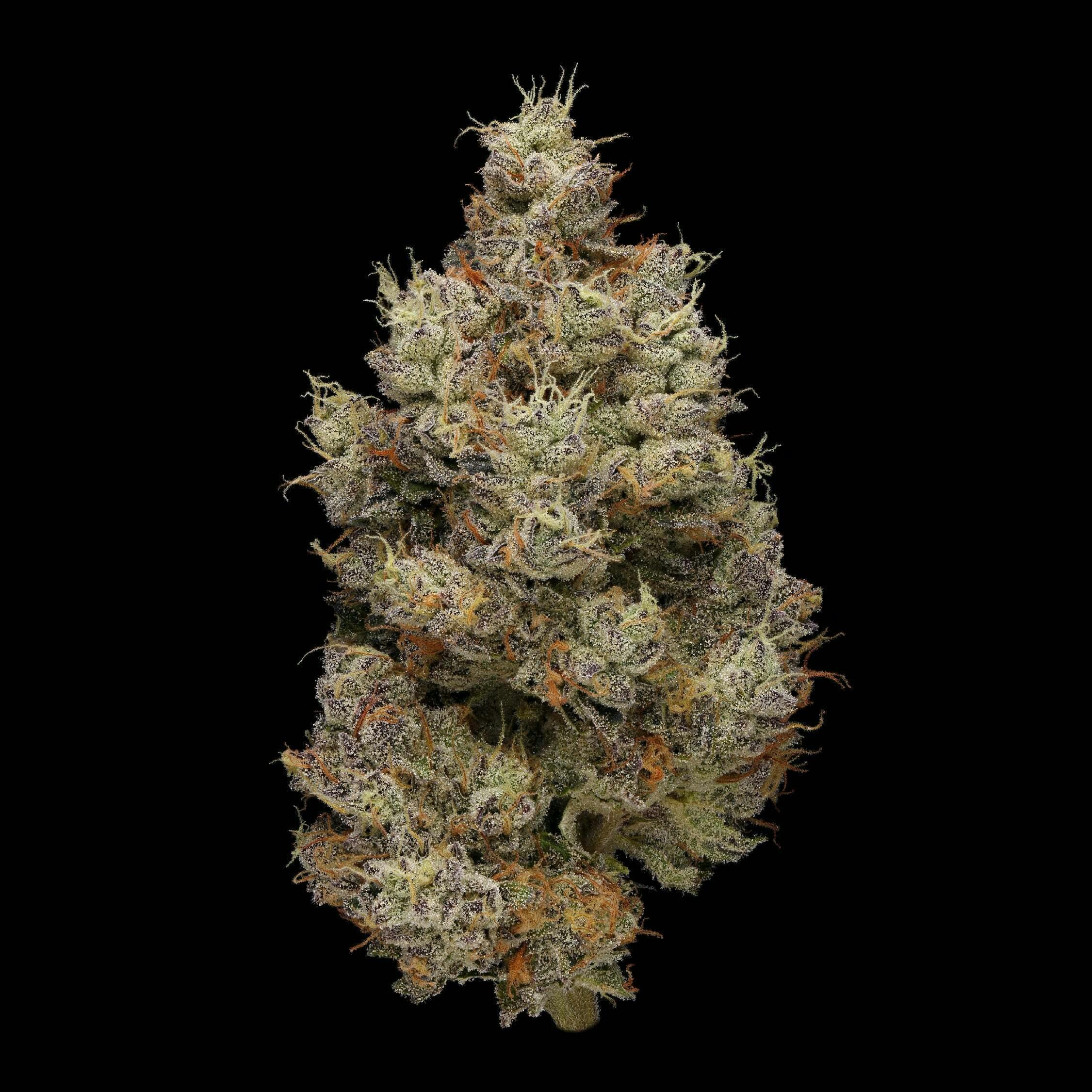 Hash Burger | Plaid Jacket - Indoor Flower