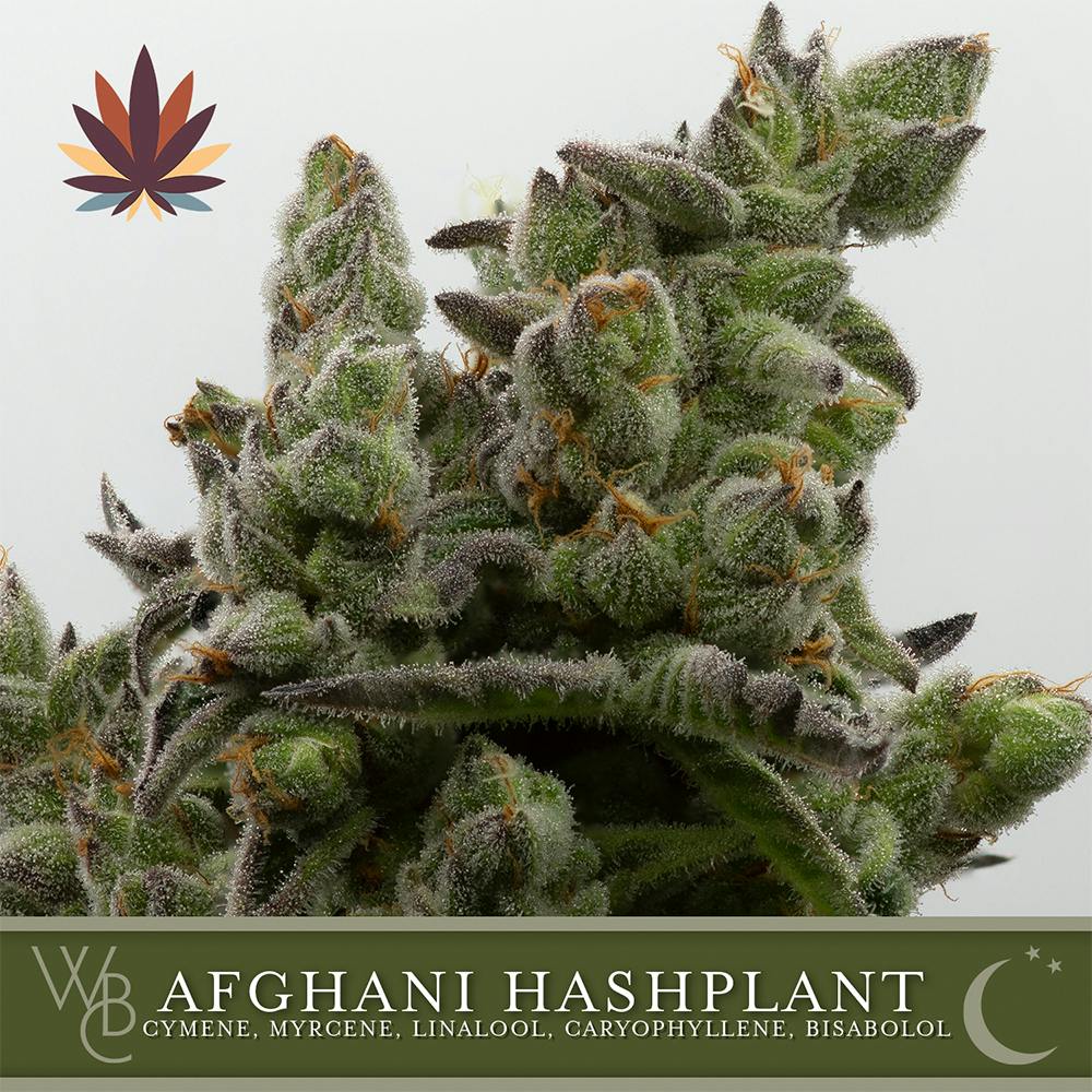 Afghani Hashplant | Washington Bud Company - Premium Flower