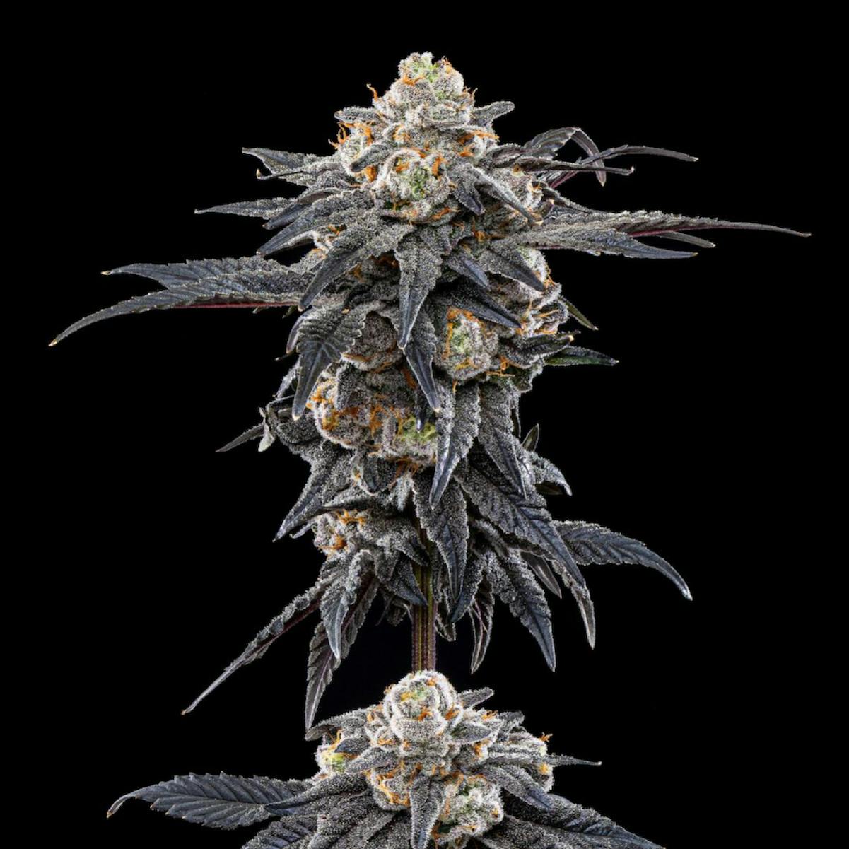 Blueberry Cherry #5 | Plaid Jacket - Black Label Flower